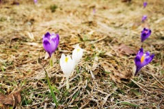 IMG_20200329_144602